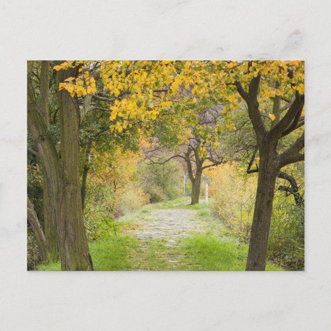 Weg im Herbst Postkarte (Vorderseite)