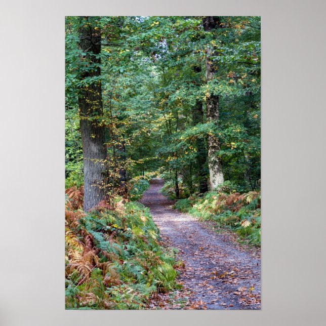 Weg im Herbstwald, Saint Germain Wald Poster (Vorne)