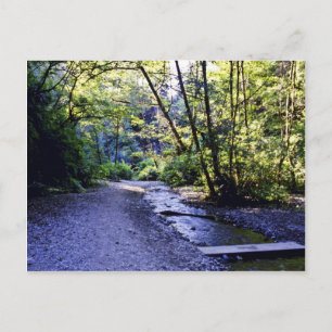 Weg in den Fern Canyon, Prairie Creek - Redwoods S Postkarte