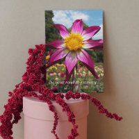 Weg zur Erholung Rosa Dahlia Blüte Gut machen