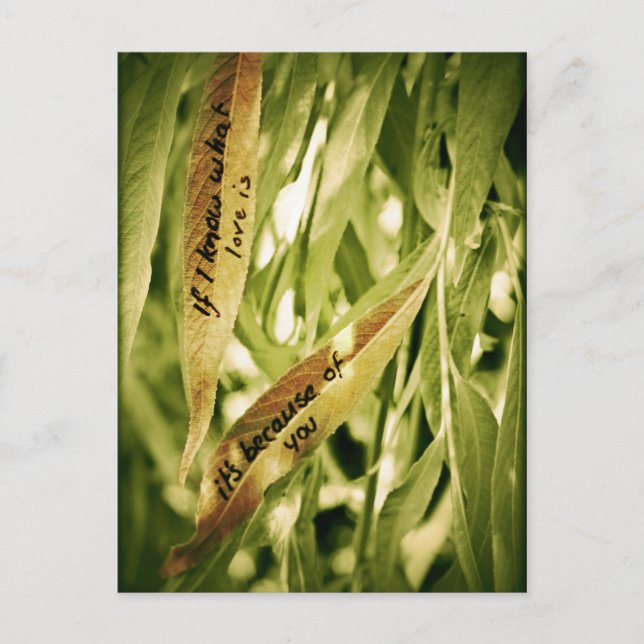 Wegen Ihnen (Liebe) Postkarte (Vorderseite)