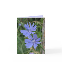 Wegwarte-Blumenkarte