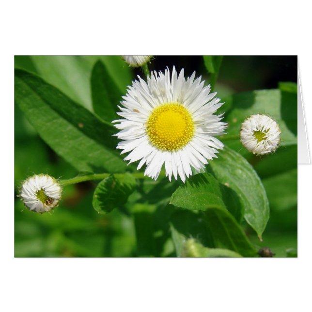 Weh der weißen Blume (Vorderseite (Horizontal))