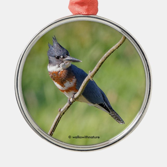 Weiblich gezogener Kingfisher Ausgesteift an der L Ornament Aus Metall (Vorne)