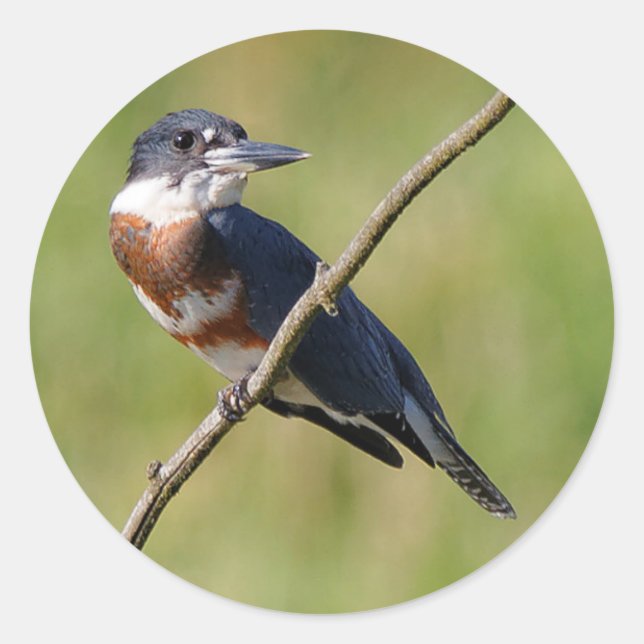 Weiblich gezogener Kingfisher Ausgesteift an der L Runder Aufkleber (Vorderseite)