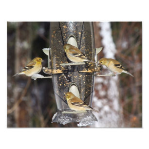 Weibliche amerikanische Goldfinches Fotodruck