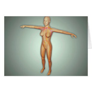 Weibliche Arterien, Adern u. Nervensystem
