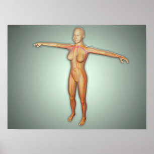 Weibliche Arterien, Adern u. Nervensystem Poster