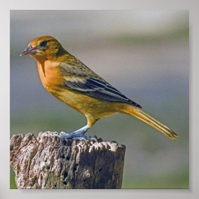 Weibliche Baltimore Oriole Poster (Vorne)
