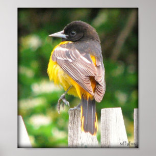 Weibliche Baltimore Oriole/Print Poster