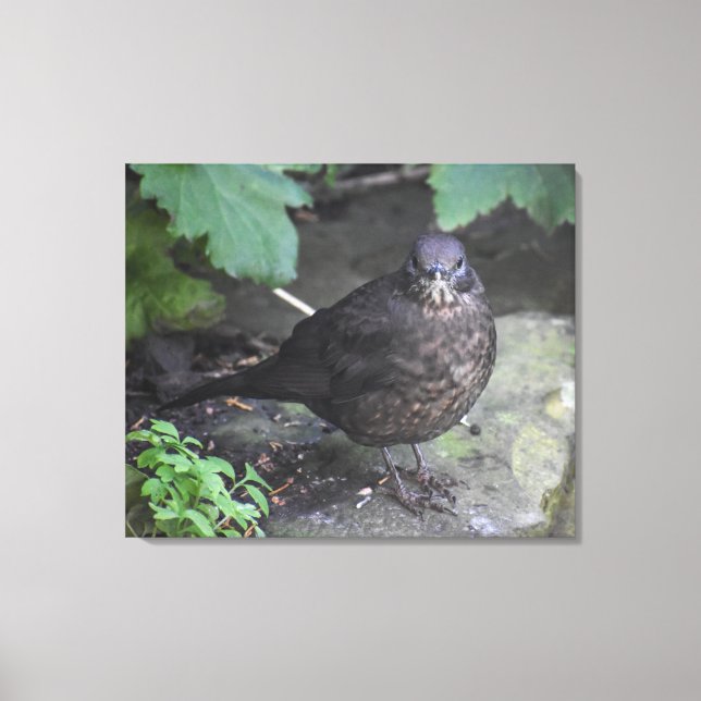 Weibliche Blackbird Leinwanddruck (Vorderseite)