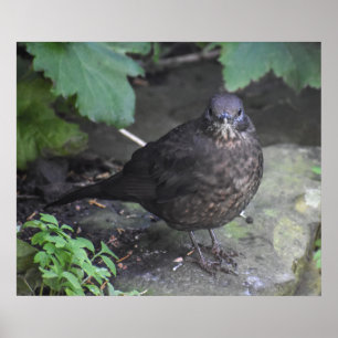 Weibliche Blackbird Poster