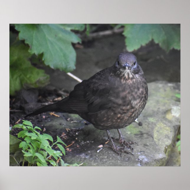 Weibliche Blackbird Poster (Vorne)