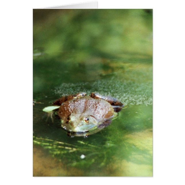 Weibliche Bullfrog Legeeier (Vorne)