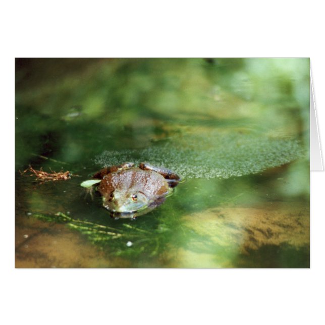 Weibliche Bullfrog Legeeier (Vorderseite (Horizontal))
