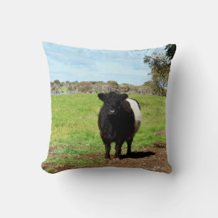 Weibliche Galloway Kuh im Land, Kissen