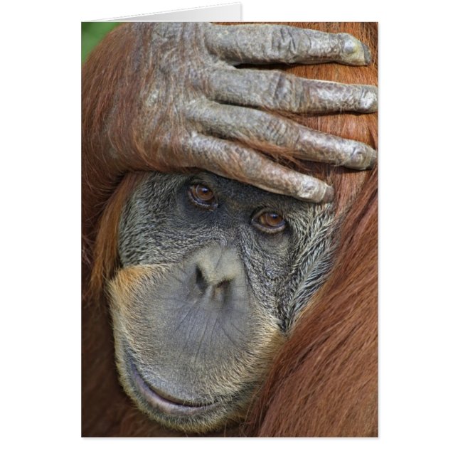 Weibliche Gefangene Sumatran Orangutan (Vorne)