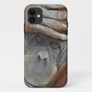 Weibliche Gefangene Sumatran Orangutan iPhone 11 Hülle