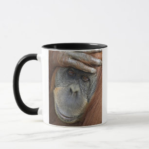 Weibliche Gefangene Sumatran Orangutan Tasse