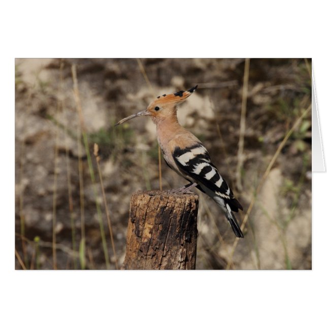Weibliche Hoopoe auf Trunk (Vorderseite (Horizontal))