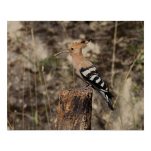 Weibliche Hoopoe auf Trunk Poster