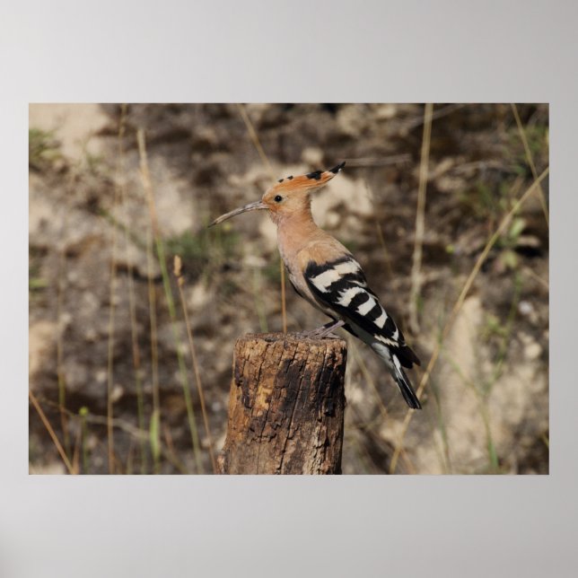 Weibliche Hoopoe auf Trunk Poster (Vorne)