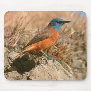 Weibliche Kap-Felsenamsel (Monticola Rupestris) Mousepad