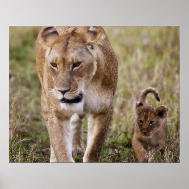 Weibliche Löwe mit Keule (Panthera Leo), wie in Poster (Vorne)