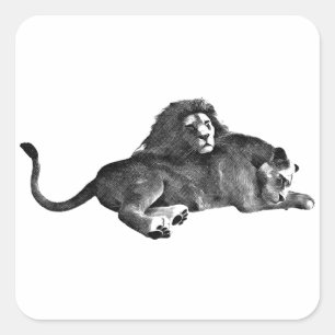 Weibliche Löwen zeichnend Tierkunst Quadratischer Aufkleber