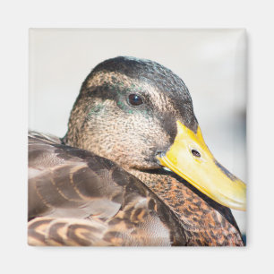 Weibliche Mallard Magnet