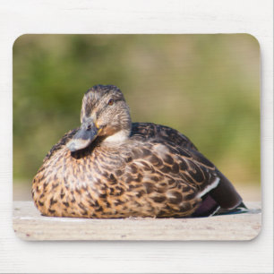 Weibliche Mallard Mousepad