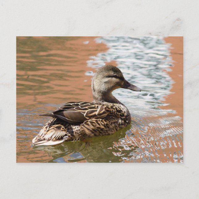 Weibliche Mallard Postkarte (Vorderseite)