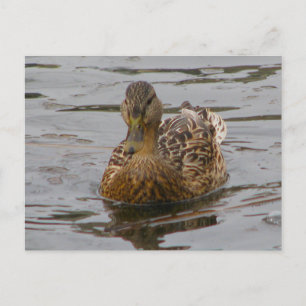 Weibliche Mallard Postkarte