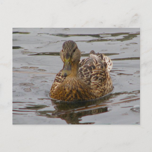 Weibliche Mallard Postkarte (Vorderseite)