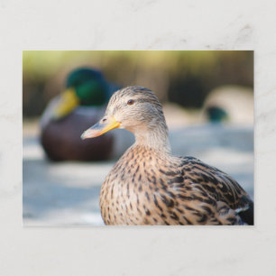 Weibliche Mallard Postkarte