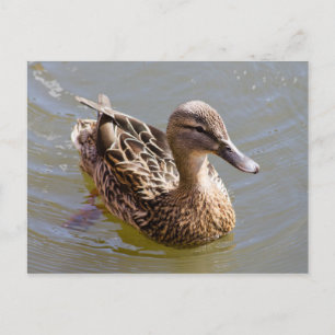 Weibliche Mallard Postkarte