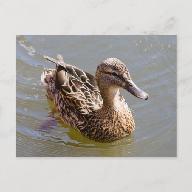 Weibliche Mallard Postkarte (Vorderseite)