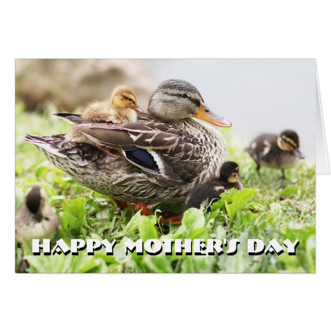 Weibliche Mallard, umgeben von Ducklings (Vorderseite (Horizontal))