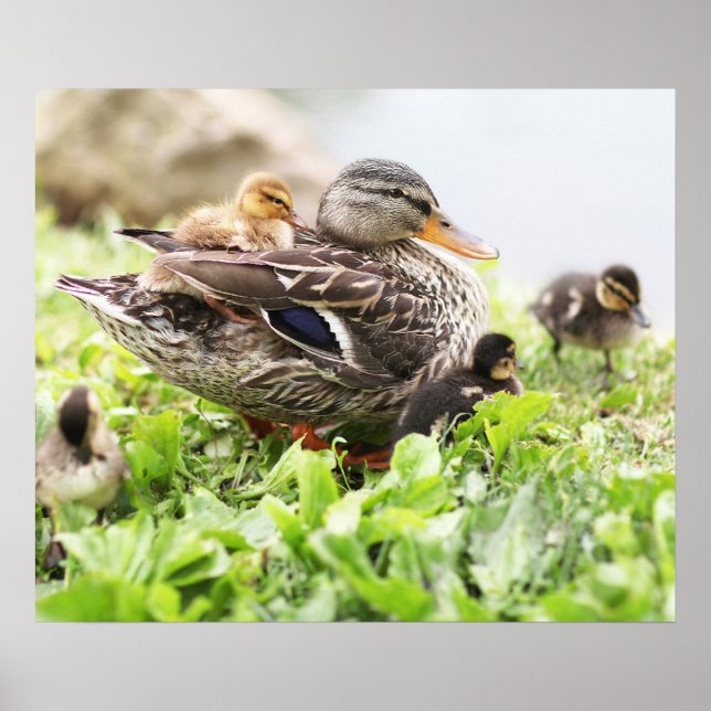 Weibliche Mallard, umgeben von Ducklings Poster (Vorne)