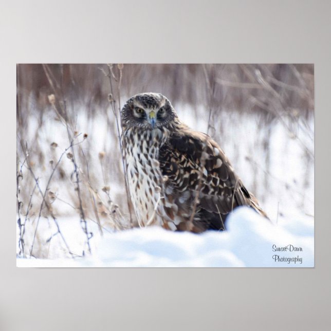 Weibliche Northern Harrier Poster (Vorne)