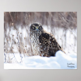 Weibliche Northern Harrier Poster
