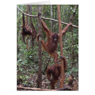 Weibliche Orang-Utans im Dschungel von Borneo