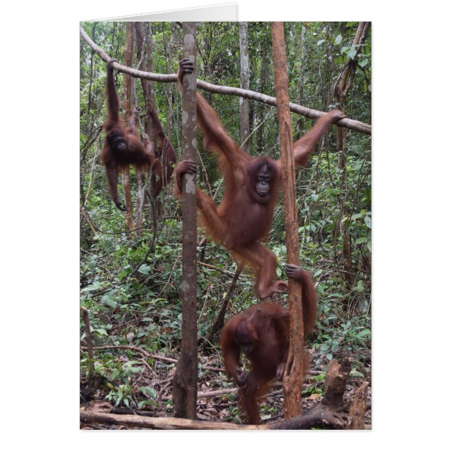 Weibliche Orang-Utans im Dschungel von Borneo (Vorne)