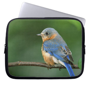 Weibliche Östliche Blaudrossel, Sialia sialis Laptopschutzhülle