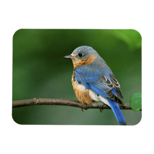 Weibliche Östliche Blaudrossel, Sialia sialis Magnet