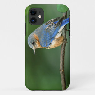 Weibliche Östliche Blaukehl-Hüttensänger, Sialia s iPhone 11 Hülle