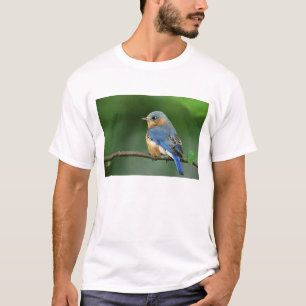 Weibliche Östliche Blaukehl-Hüttensänger, Sialia s T-Shirt