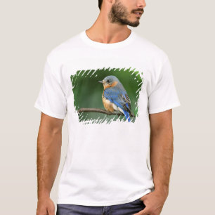 Weibliche Östliche Blauracke, Sialia sialis T-Shirt