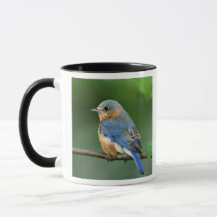 Weibliche Östliche Blauracke, Sialia sialis Tasse