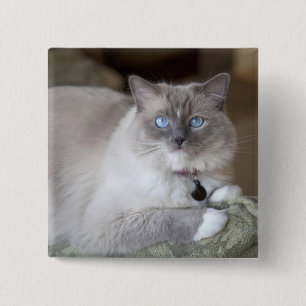 Weibliche Ragdoll-Katze Button